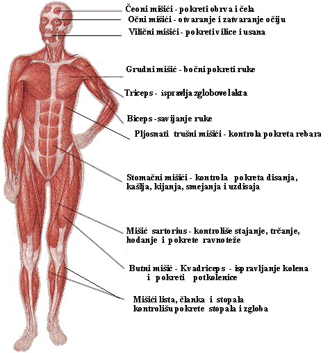 mišićna hipertonija